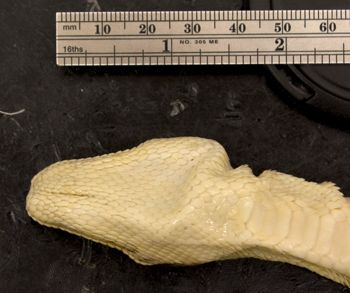 Media type: image;   Herpetology R-2097 Aspect: head ventral